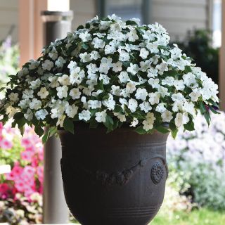 Beacon White Impatiens Thumbnail